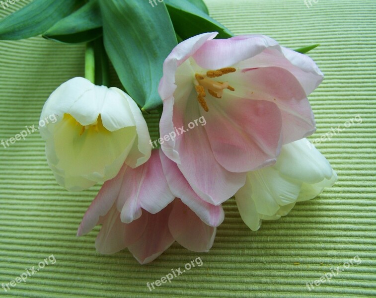 Tulip Bouquet Pinkish-white Cut Flower Free Photos