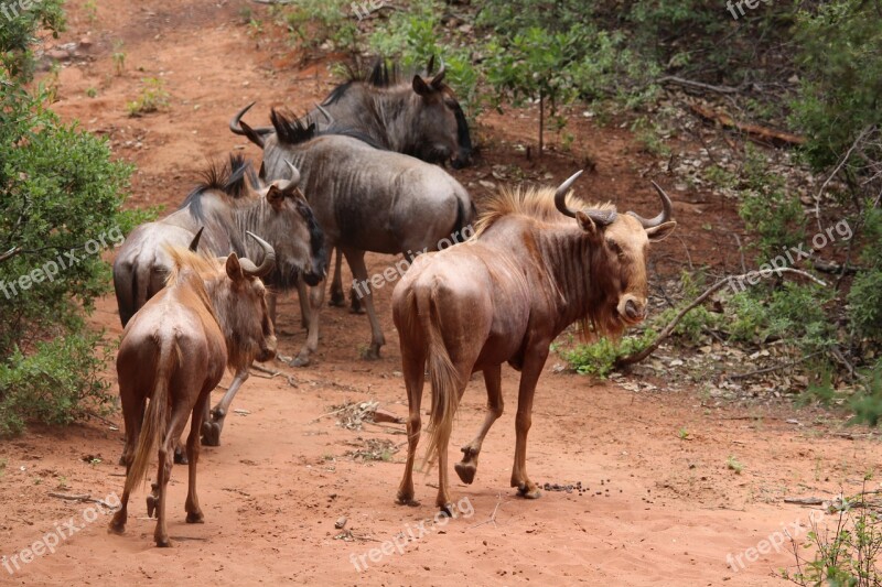 Wildebeest Gold Herd Africa Wild