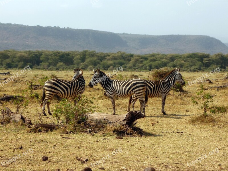 Zebra Tanzania Africa Wild Animal Safari