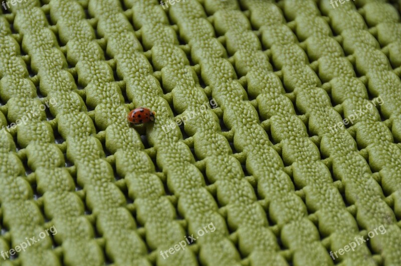 Ladybug Green Pad Closeup Insect