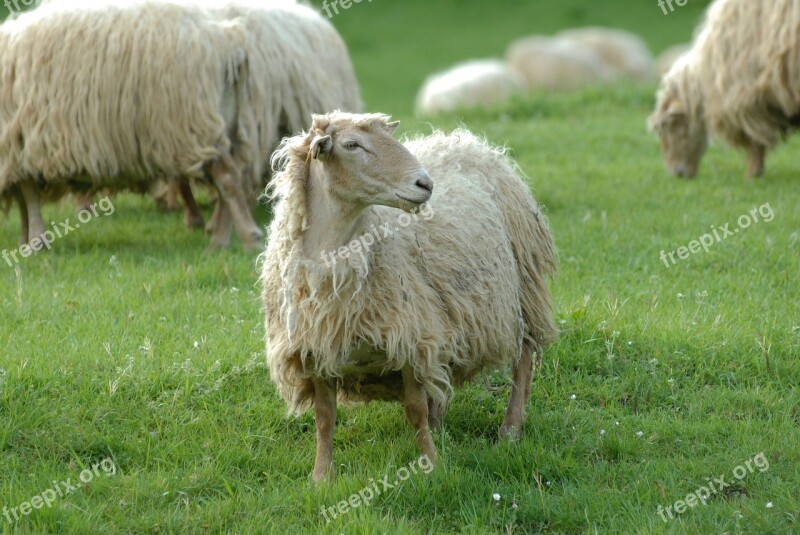 Animals Sheep Herd Breeding Wool