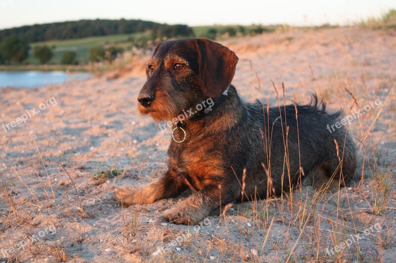 Dachshund Beach Dog Rough Hair Dachshund Pet