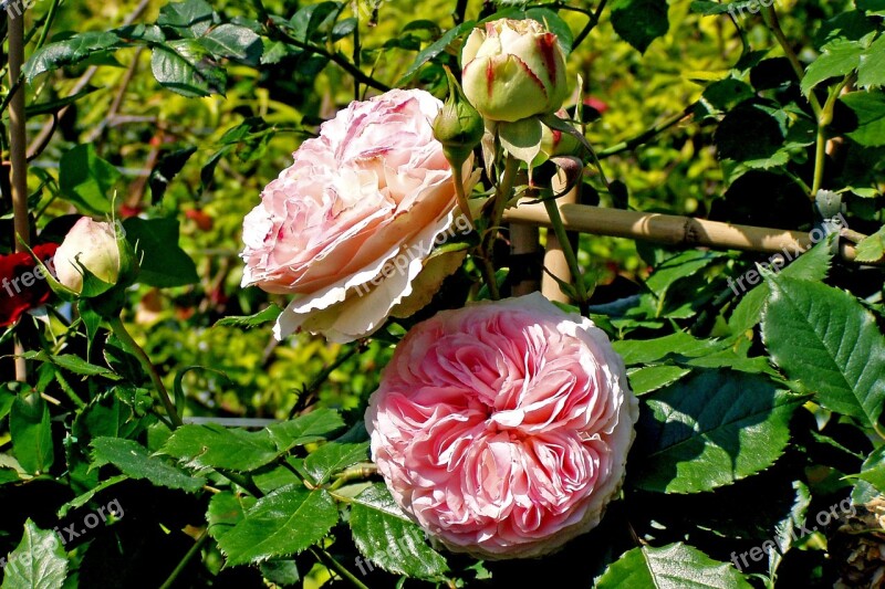 Rosa Flower Petals Ornamental Plant Pink Flower