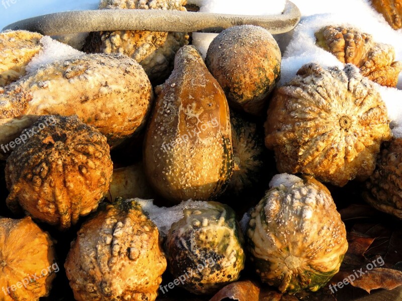 Pumpkin Pumpkins Winter Frost Morning