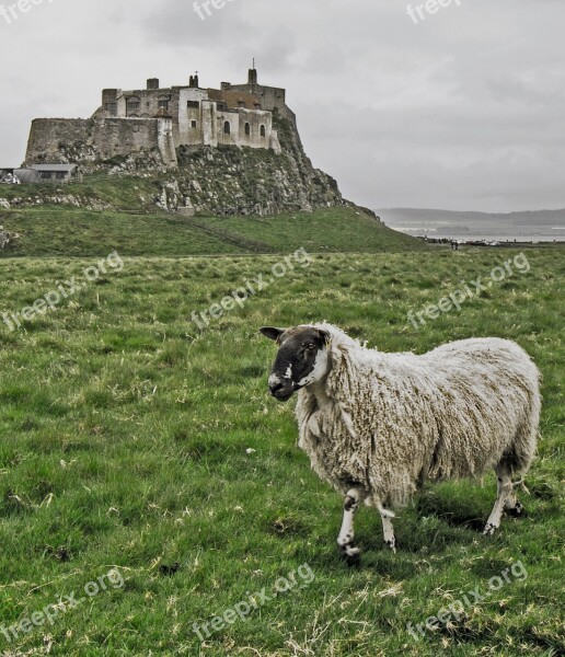 Lindisfarne Lindisfarne Castle Castle Sheep Northumberland