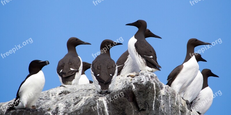 Guillemot Razorbill Bird Seabird Nature