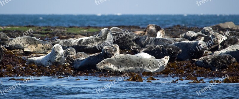 Seals Grey Seal Atlantic Grey Seal Animal Wildlife