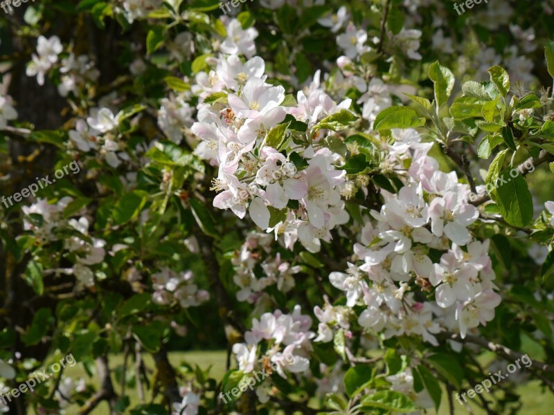 Apple Tree Apple Blossom Spring Blossom Bloom