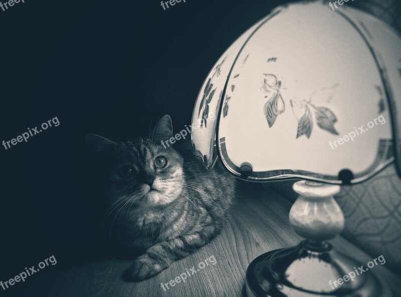 Cat Lamp Noir Drama Free Photos