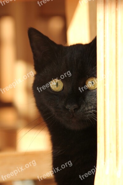 Black Cat Amber Eyes Cat Mieze British