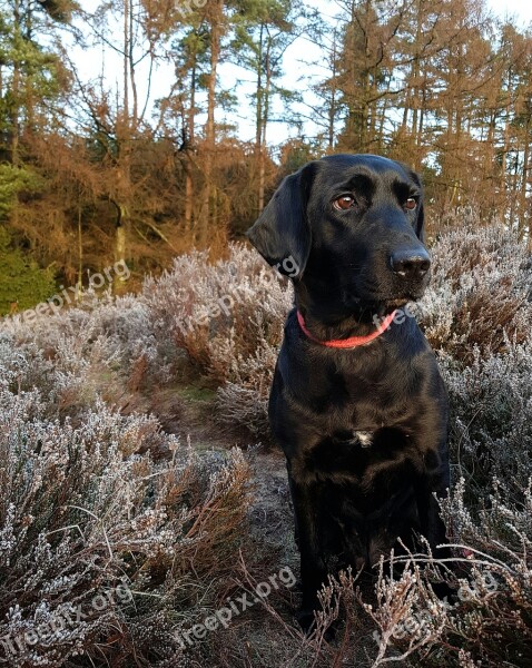 Dog Labrador Formel1 Black Bitch