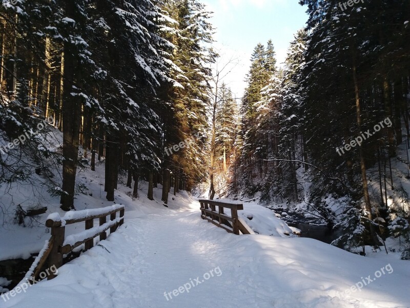 Snow Winter Landscape Tree Biel