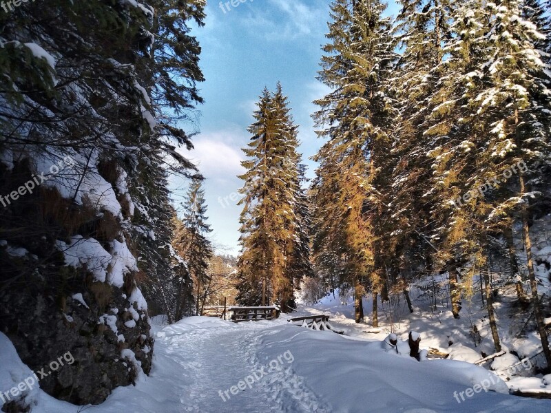 Winter Snow Landscape Forest Tree