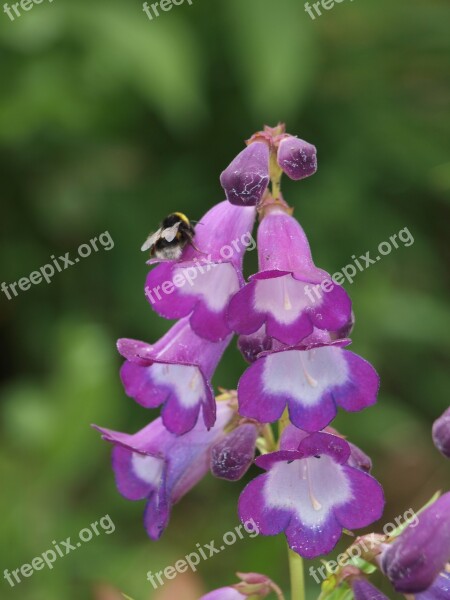 Foxglove Bee Digitalis Plant Purple