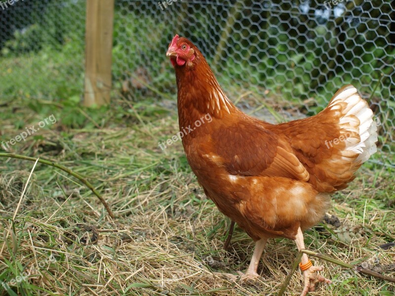 Hen Chicken Poultry Domestic Fowl