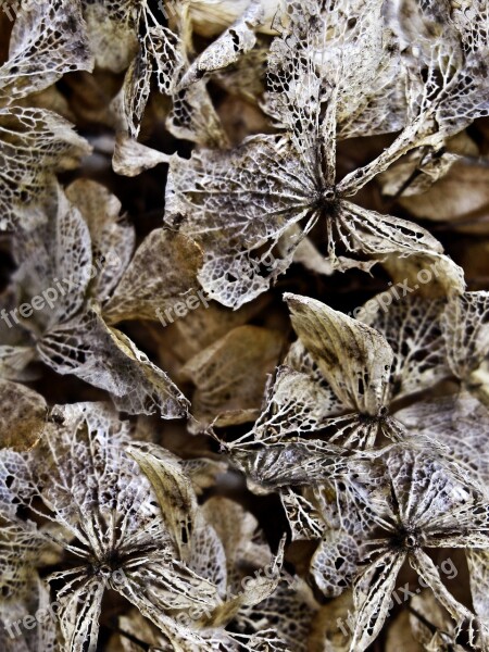 Dried Hydrangeas Background Texture Vintage Nature