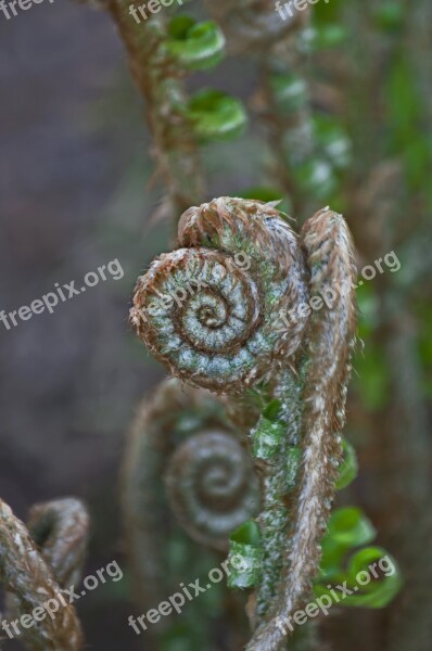 Fern Frond Spiral Curl Foliage