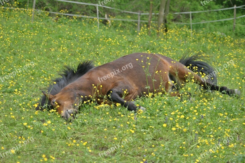 Horse Icelanders Pony Mare Grass