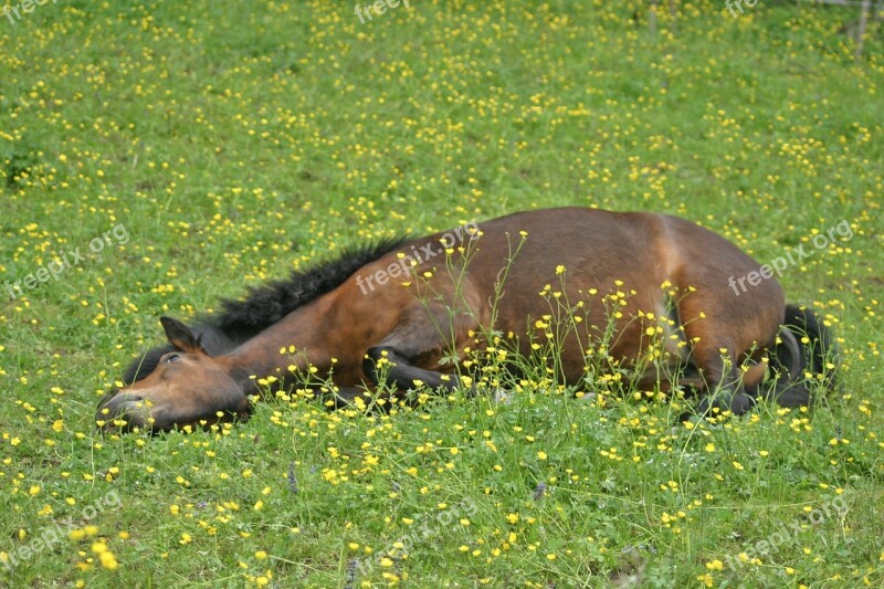 Horse Icelanders Pony Mare Grass