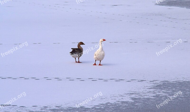 Geese Snow Ice Bird White