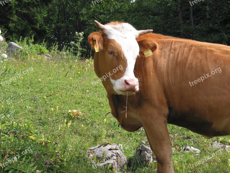 Animals Cows Agriculture Kuhschnauze Free Photos