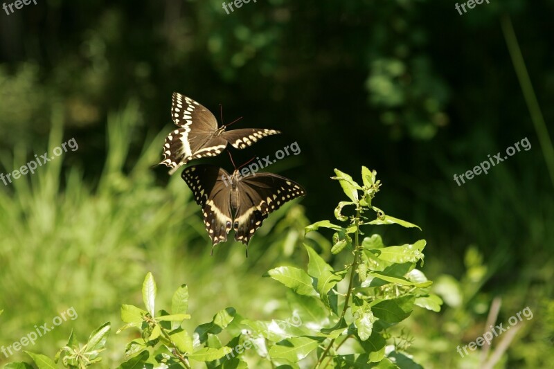 Butterflies Swallowtail Flower Wildlife Nature