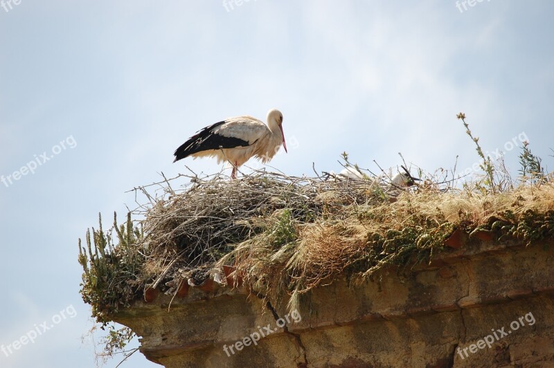 Birds Stork Nature Wildlife Baby