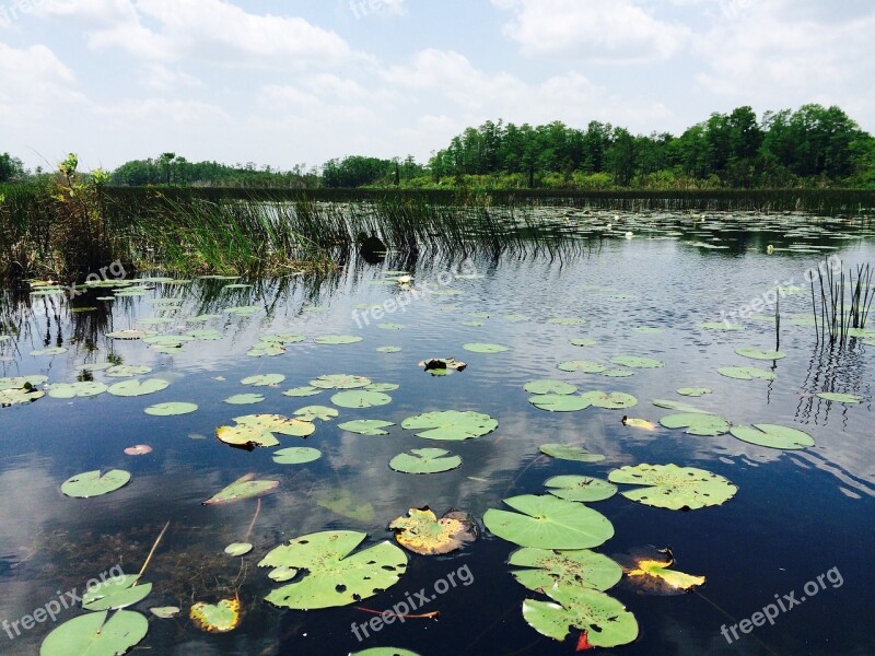 Water Lily Pad Florida Everglades Free Photos