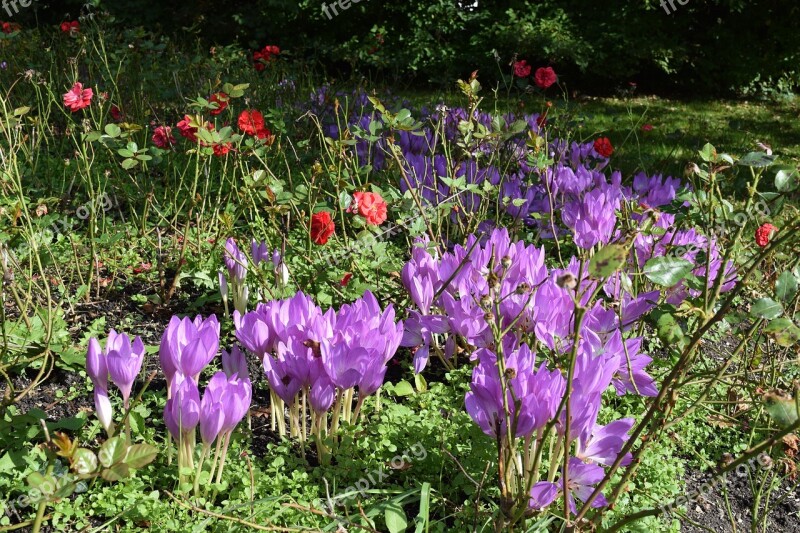 Herbstzeitlose Flowers Purple Blossom Bloom