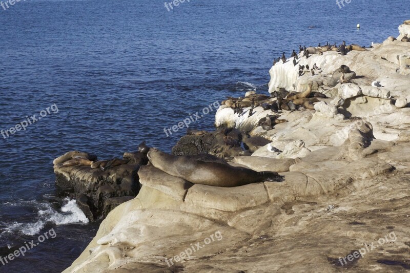 Seals Sea Lions Ocean Wildlife Brown