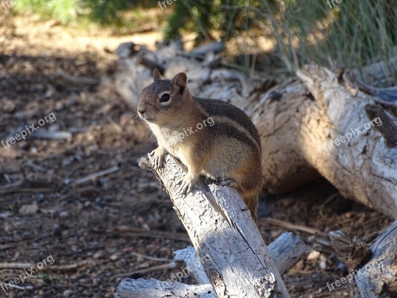 Gophers Chipmunk Animal Nager Nature