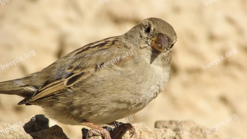 Sparrow Bird Wildlife Feather Nature