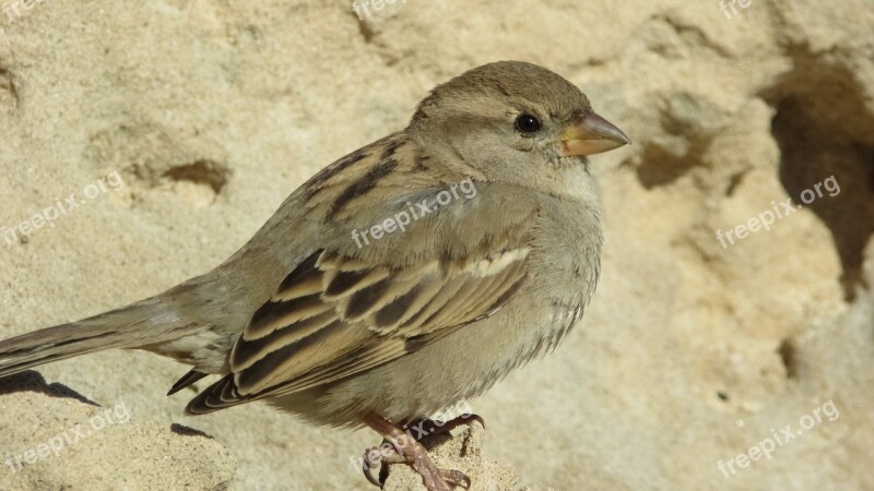 Sparrow Bird Wildlife Feather Nature