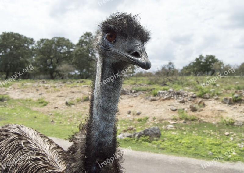 Ostrich Wild Animal Animal Wild Bird