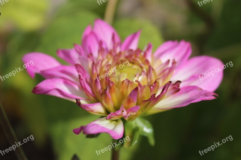 Flower Pink Plant Pink Flowers Nature