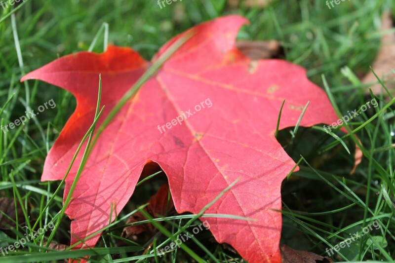 Leaf Fall Autumn Fall Leaves Nature