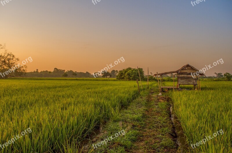 Field Farmer Green Padi Plant