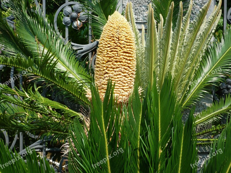 Palm Trees Flower Garden Yucca Free Photos