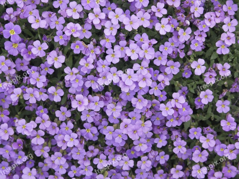 Flowers Purple Purple Nature Pattern Free Photos