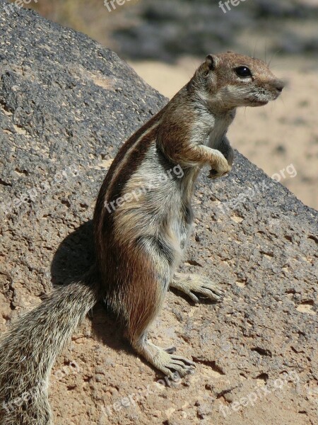 Chipmunk Fuerteventura Animal Free Photos