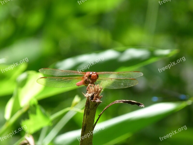 Dragonfly Nature Rain Forest Jungle Tropics