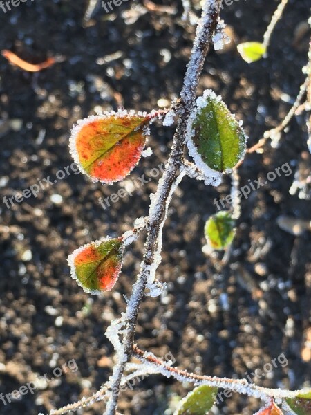 Winter Leaves Eiskristalle Iced Hoarfrost