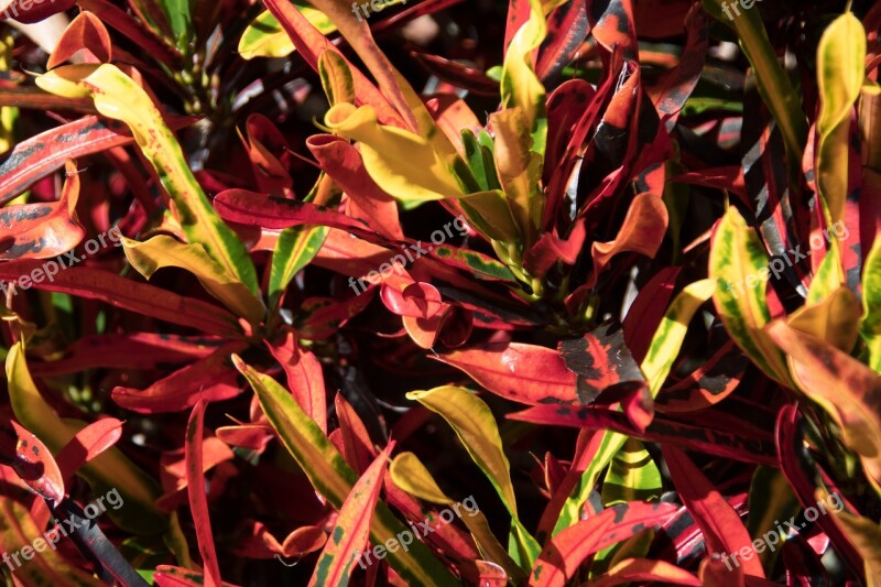 Croton Shrub Leaves Red Yellow