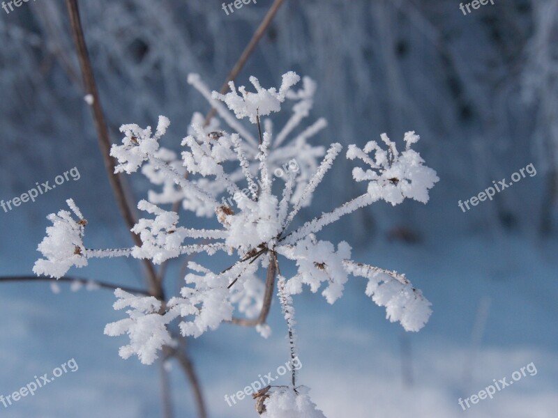 Sheep Gift Hemlock Plant Ice Flowers Eiskristalle