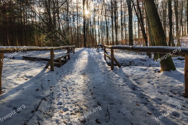 Winter Forest Snow Evening Sun Winter Wintry