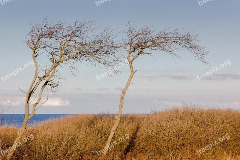 Trees Beach Nature Water Sea