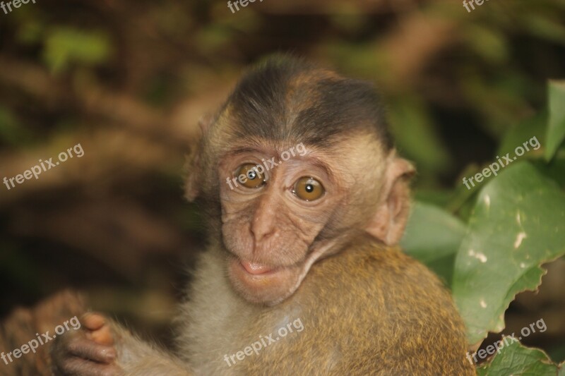 Monkey Baby Monkey Child äffchen Monkey Portrait