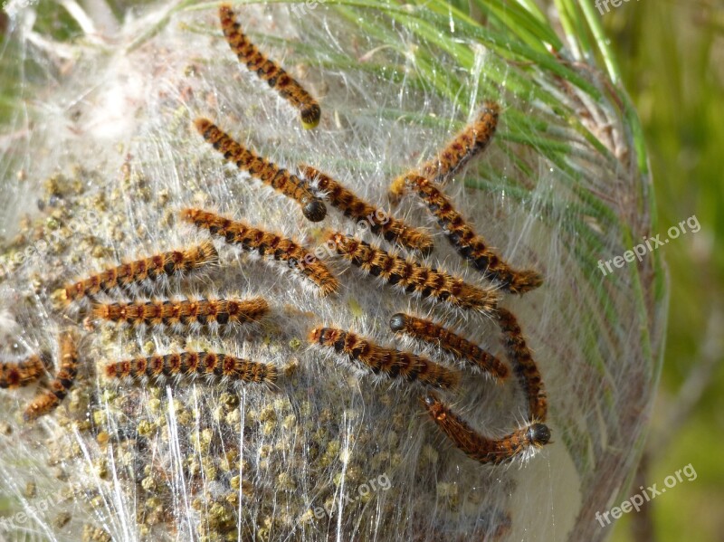 The Pine Processionary Moth Caterpillar Plague Nest Cocoon