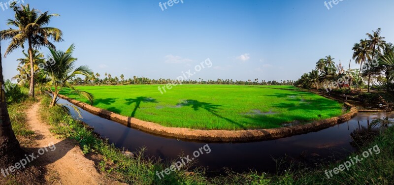 Field Farming Rice Agriculture Farm