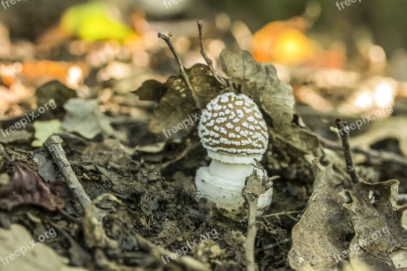 Mushroom Agaric Panther Cap Toxic Mushroom Forest